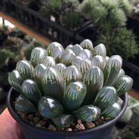 ハオルチア,ハオルチア 黒水晶BON2,多肉植物,ハオルチア属,ハオルシア属     の画像
