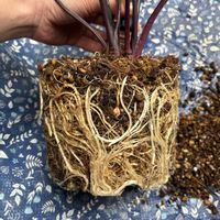 バリエガータ,アロカシア・ブラックステム,観葉植物,植え替え,植物のある暮らしの画像