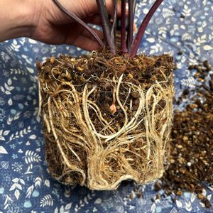 バリエガータ,アロカシア・ブラックステム,観葉植物,植え替え,植物のある暮らしの画像