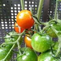 ミニトマト,万願寺とうがらし,ベランダ菜園,家庭菜園の画像