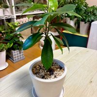 ガジュマル,観葉植物,剪定,緑は癒し,リビング・ダイニングの画像