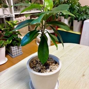 ガジュマル,観葉植物,剪定,緑は癒し,リビング・ダイニングの画像