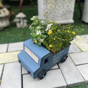 ダールベルグ・デージー,ニチニチソウ　夏花火　ホワイトレッドアイ,寄せ植え,ガーデニング,今日の一枚の画像