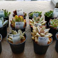 多肉植物,札幌花フェスタ,ベランダの画像