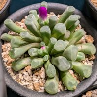 光玉,多肉植物,珍奇植物,美しい...,おうち園芸の画像