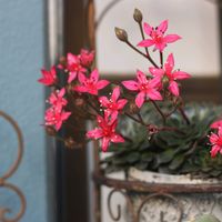 タキタス キングスター,多肉植物の画像