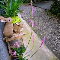 ネジバナ,癒しのひと時,おうち園芸,小さな庭の画像