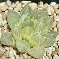 ハオルチア,ハオルチア　スペルバウンド,ハオルチア　黒真珠,多肉植物,観葉植物の画像