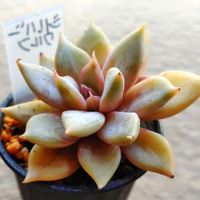 シルバーウルフ,多肉植物,ベランダの画像
