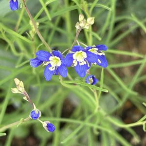 スーパートレニア・カタリーナブルーリバー,シェードガーデン,紫陽花 アジサイ あじさい,青い花マニア,美しく青きドヨウの画像