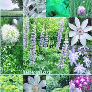 ハーブのある暮らしの画像