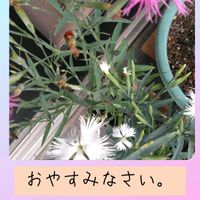 カワラナデシコ,カワラナデシコ,おやすみなさい,今日も笑顔で♡,今を生きるの画像