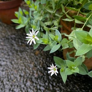 シコタンハコベ 雪花火,リシマキア ミッドナイトサン,ナチュラルガーデン,花のある暮らし,和風の庭の画像
