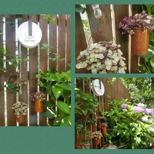 アジサイ,カリシア,多肉植物,DIY,ガーデニングの画像