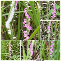 ネジバナ,ネジバナ,ウォーキングにての画像