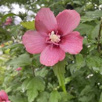 ムクゲ,クチナシ　八重咲き,八重咲きクチナシ,紫露草(ムラサキツユクサ),木槿（むくげ）の画像