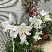 カサブランカ,花のある暮らし,おうち園芸の画像
