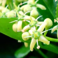 マサキ,マサキ（柾）,小さな花,白い花,木に咲く花の画像