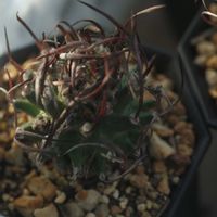 ハオルチア,多肉植物,観葉植物,塊根植物,サボテン科の画像