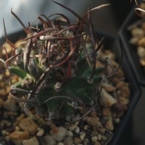 ハオルチア,多肉植物,観葉植物,塊根植物,サボテン科の画像