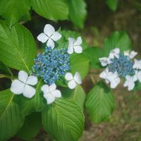 ハオルチア,多肉植物,観葉植物,塊根植物,サボテン科の画像