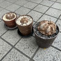 亀甲竜,フラッシュダンス,塊根植物,コーデックス,冬型塊根植物の画像