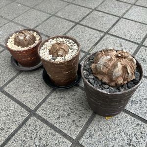亀甲竜,フラッシュダンス,塊根植物,コーデックス,冬型塊根植物の画像