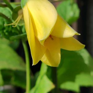 ウツボグサ,キレンゲショウマ,ウツボグサ（靫草）,キレンゲショウマの蕾,山野草の画像
