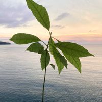 アボカド,癒やし,海辺の風景,真鶴半島,ユーミンつながりの皆さんに感謝の画像