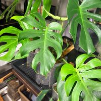 モンステラ,モンステラ デリシオーサ,モンステラ・デリシオーサ・コンパクタ,botanical life,観葉植物のある暮らしの画像