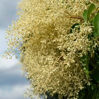 シマトネリコの花,今日の一枚,植中毒,放置栽培の画像