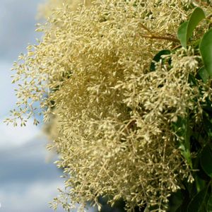 シマトネリコの花,今日の一枚,植中毒,放置栽培の画像