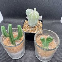 サボテン,多肉植物,ダイソー,造花の画像