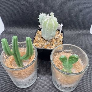 サボテン,多肉植物,ダイソー,造花の画像