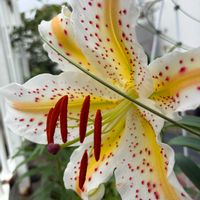 ネジバナ,マリーゴールド,レンゲショウマ,ヤマユリ,無点花オウゴンオニユリ、ピュアゴールドの画像