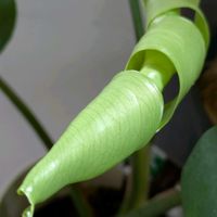 モンステラ,モンステラ,モンステラ,くるりん,花のある暮らしの画像