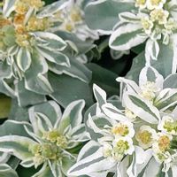 ハツユキソウ,ユーフォルビア 氷河,大好きな花,シルエット❤︎,風の中の画像