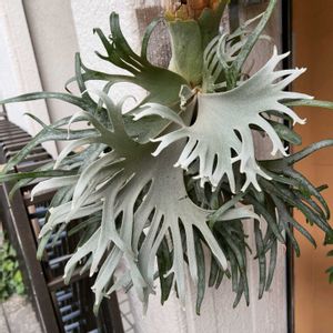 珍奇植物,植物のある暮らし, ビカクシダ,Platyceriumの画像