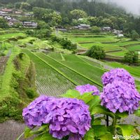 アジサイ,紫陽花,お出掛け先,おでかけ先,家庭菜園奮闘日記の画像