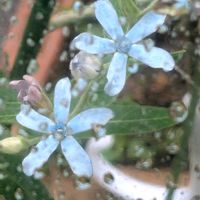 ブルースター,祈る震災復興,地植え,花のある暮らし,緑のある暮らしの画像