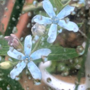 ブルースター,祈る震災復興,地植え,花のある暮らし,緑のある暮らしの画像