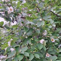 オシロイバナ,ナツツバキ,いつもありがとう♡,花散歩,素敵な出会いに感謝の画像