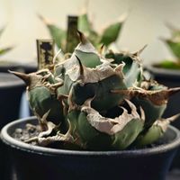 アデニウム アラビカムの画像