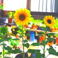 ミニヒマワリ,ミニヒマワリ,小さな庭（植木鉢）の画像