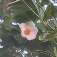 夏椿,ナツツバキ(夏椿),ナツツバキ(夏椿),花言葉,今日のお花の画像