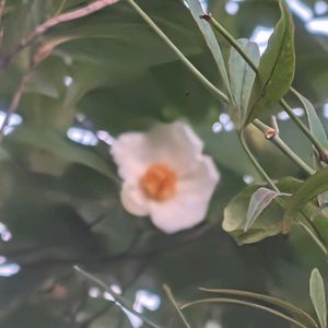 夏椿,ナツツバキ(夏椿),ナツツバキ(夏椿),花言葉,今日のお花の画像