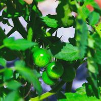 ミニトマト,ミニトマト,小さな庭（植木鉢）の画像