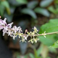 ジュズサンゴ,雨上がり,花のある暮らし,優しい気持ち,とにかくGS 楽しもう！の画像