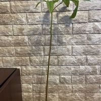 アボカド,種から育てたアボカド,アボカド栽培,観葉植物を楽しむ,我が家の植物紹介の画像