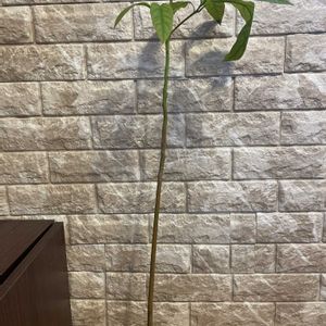 アボカド,種から育てたアボカド,アボカド栽培,観葉植物を楽しむ,我が家の植物紹介の画像
